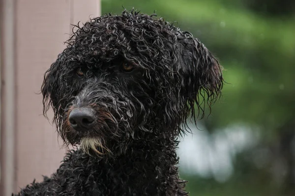 Islak, kahverengi Portekiz su köpeği