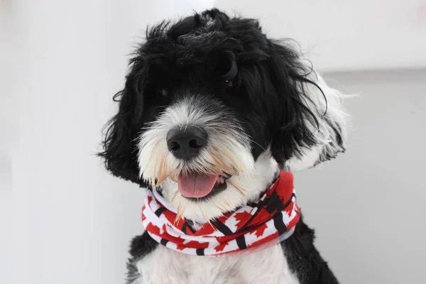 Sevimli siyah ve beyaz Portekizce su kırmızı ve beyaz bandana giyen köpek