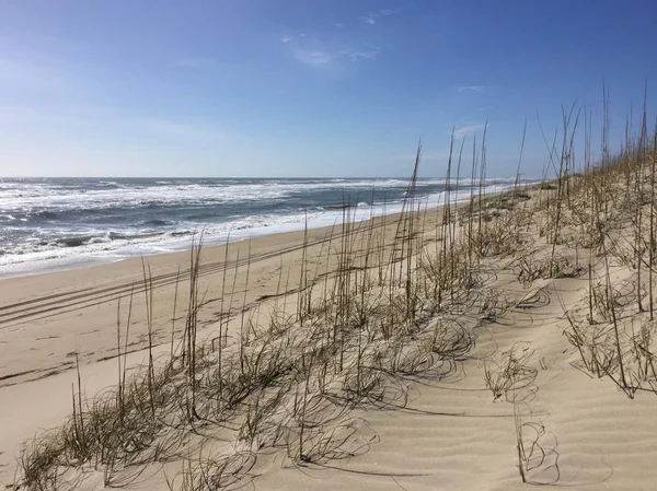 Chwasty Wydmy Przy Plaży Obx — Zdjęcie stockowe