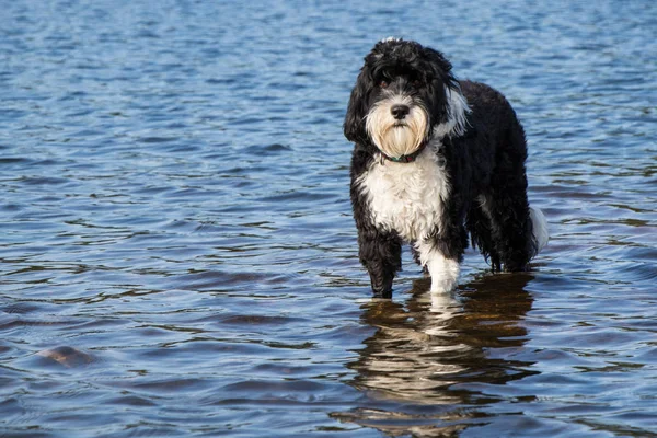 Siyah ve beyaz Portekiz su köpeği su üzerinde yürümek