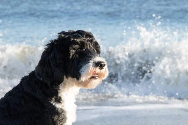 Siyah ve beyaz köpek sahilde