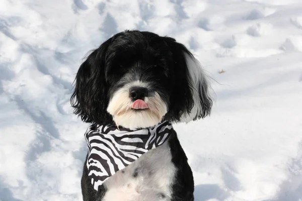 Siyah ve beyaz Portekiz su köpeği karda oynarken bir zebra bandana takan