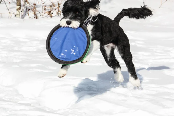 Cane Acqua Portoghese Bianco Nero Che Salta Nella Neve Con — Foto Stock