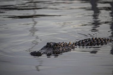 su büyük Amerikan timsah