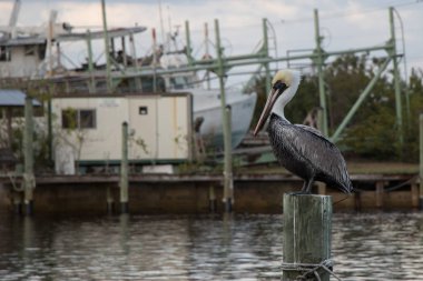 Tarpon Springs bir kazık Pelikan