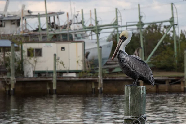 Pélican Sur Une Pile Tarpon Springs — Photo