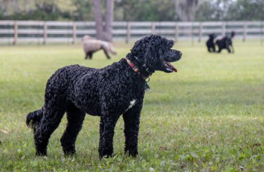 A Portuguese Water Dog watching others play clipart