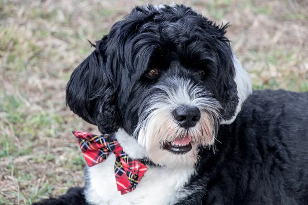 Adorable dog wearing a plaid bow tie