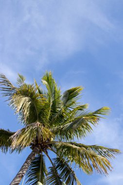 Palmiye ağacı ve mavi gökyüzü