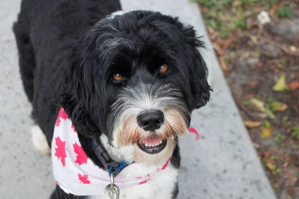 Patriotic Canadian dog