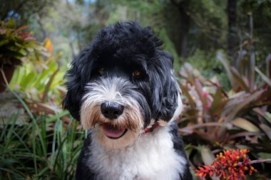 Portuguese Water Dog in the garden clipart