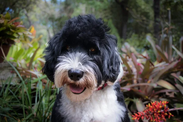 Perro de agua portugués en el jardín — Foto de Stock