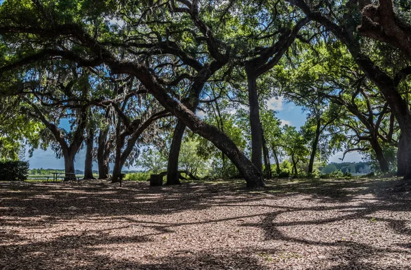 Picnic area and oak trees covered in Spanish moss — Stock Photo, Image