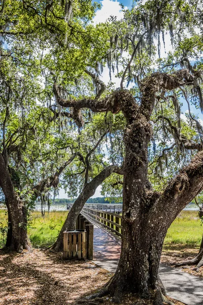 wooden Boardwalk and Spanish moss covered trees
