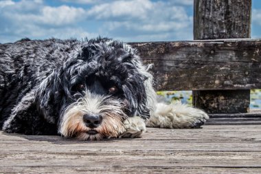 black and white dog laying on the boardwalk clipart