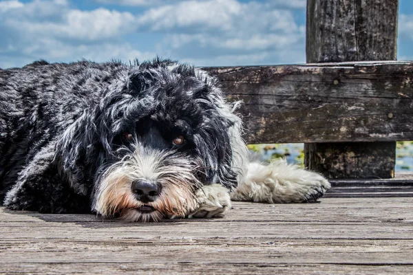 Zwarte en witte hond tot op de promenade — Stockfoto