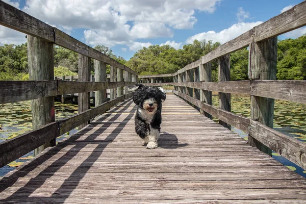 Portekiz su köpek tahta üzerinde çalışan