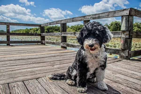 Portekiz su köpek Boardwalk üzerinde oturuyor