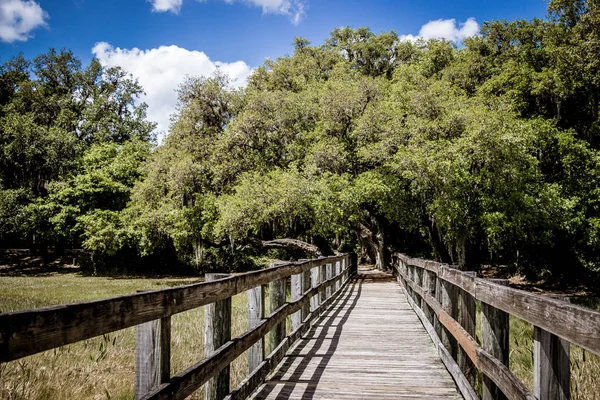 wooden boardwalk through the marsh