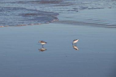 Butler Plajı'nda Plovers, St Augustine