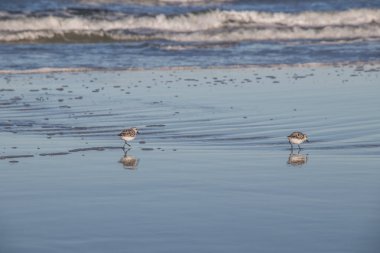 Butler Plajı'nda Plovers, St Augustine