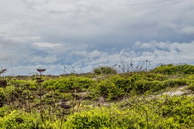 Butler Plajı'nda kum ulağı, St Augustine