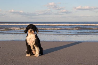 sahilde sevimli köpek