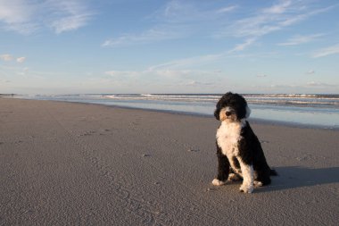 Dog friendly beach clipart