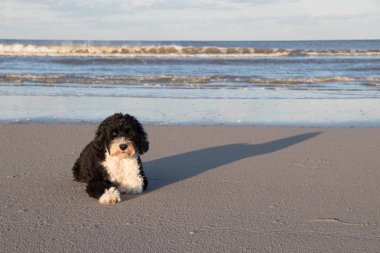 dog relaxing at the beach clipart