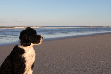 Kumsaldaki köpek.