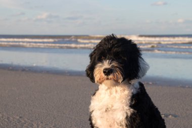 Sahilde yaz Köpek Günleri
