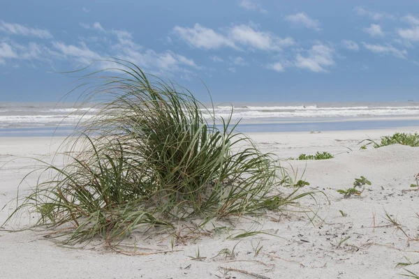 Gräs på stranden — Stockfoto