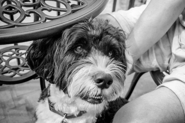 Esfregar a orelha do cão — Fotografia de Stock