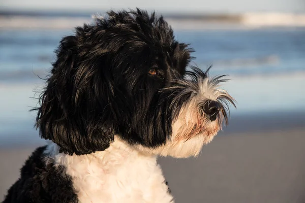 Portugese Waterhond — Stockfoto