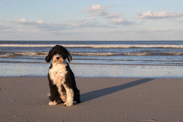 sahilde sevimli köpek