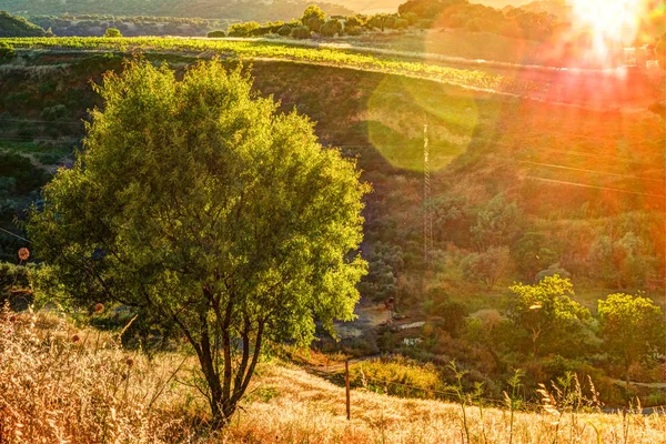 Ein Lichtstrahl durchbricht den dramatischen Himmel bei Sonnenuntergang und trifft einen einsamen Baum auf einem Hügel — Stockfoto