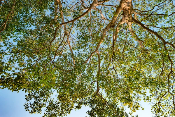 Tallo gigante de pterocarpus indicus contra el sol —  Fotos de Stock