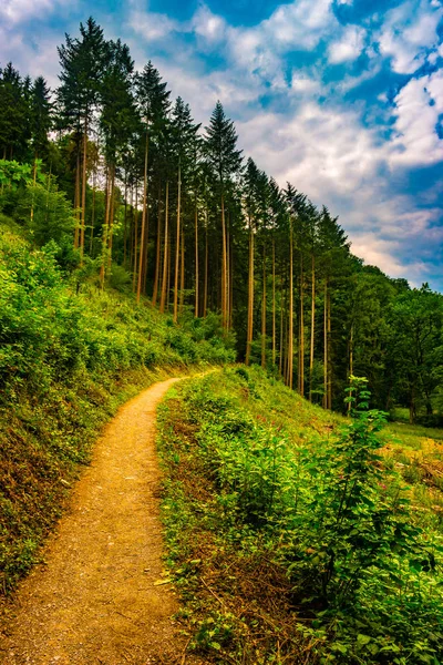 Sendero de senderismo y puesta de sol en hermosos bosques vista panorámica, inspirador paisaje de verano en el bosque . — Foto de Stock