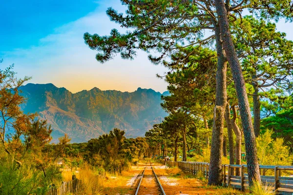 Železnice v Calvi mezi borovicemi, ostrov Korsika, Francie. — Stock fotografie