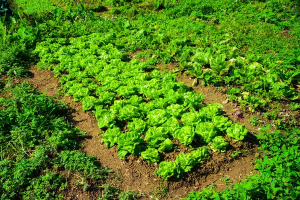 Rangées de choux poussant dans un champ dans un volcanique fertile — Photo