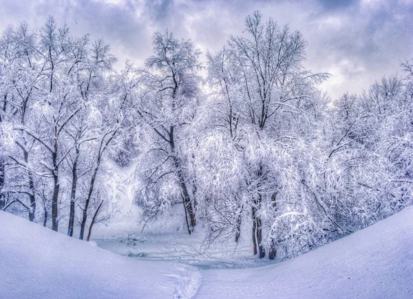 Paysage hivernal avec des arbres enneigés le long du parc d'hiver - scène hivernale enneigée dans des tons vintage — Photo