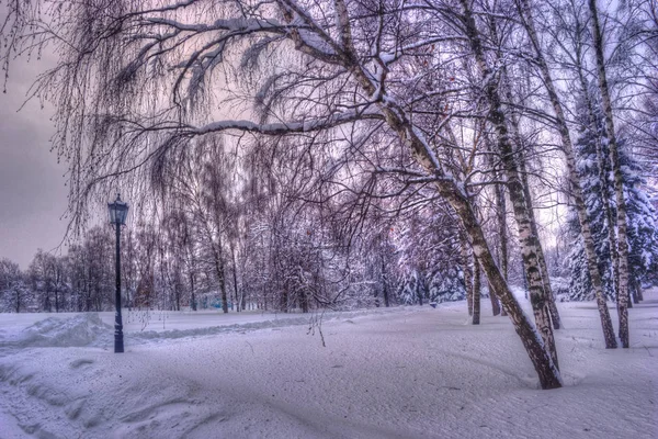 Winter snowy city park alley. Trees covered with snow. Winter season park with lonely lantern — Stock Photo, Image