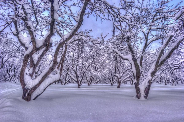 Paysage hivernal avec des arbres enneigés le long du parc d'hiver - scène hivernale enneigée dans des tons vintage — Photo