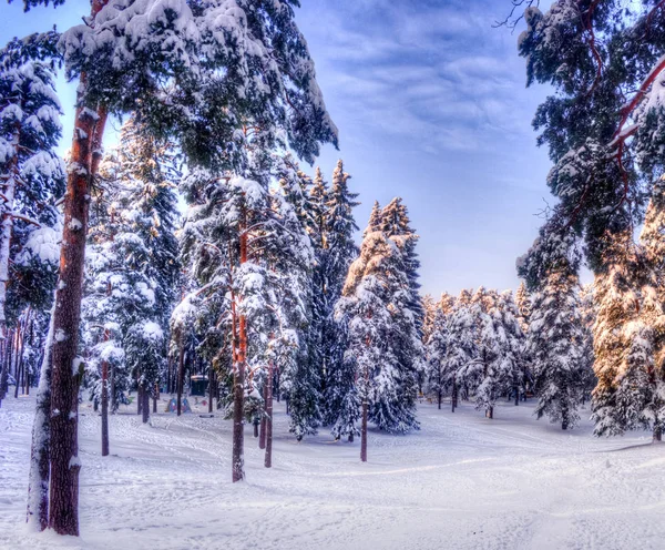 Christmas winter landscape, spruce and pine trees covered in snow — Stock Photo, Image