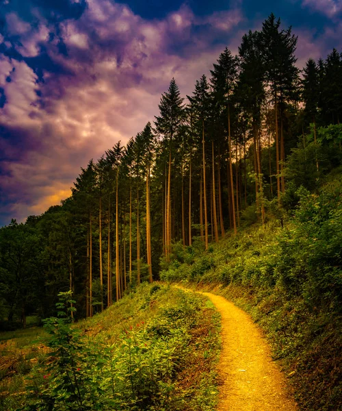 Vandringsled och solnedgång i vacker skog panoramautsikt, inspirerande sommarlandskap i skogen. — Stockfoto