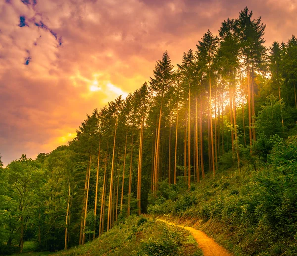 パスと夕日美しい森のパノラマの景色、森林で感動の夏の風景をハイキング. — ストック写真