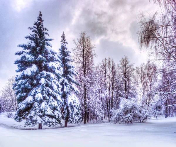 Paysage d'hiver de Noël, épinettes et pins couverts de neige — Photo