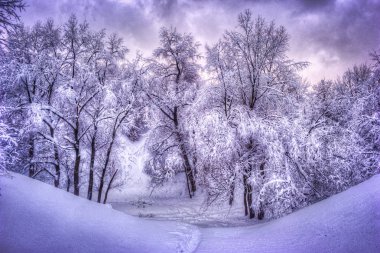 Kış park - vintage sesleri sahnede karlı kış boyunca karlı ağaçları ile kış manzarası