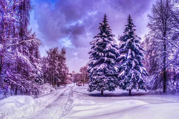 Рождественский зимний пейзаж, ель и сосны, покрытые снегом — стоковое фото