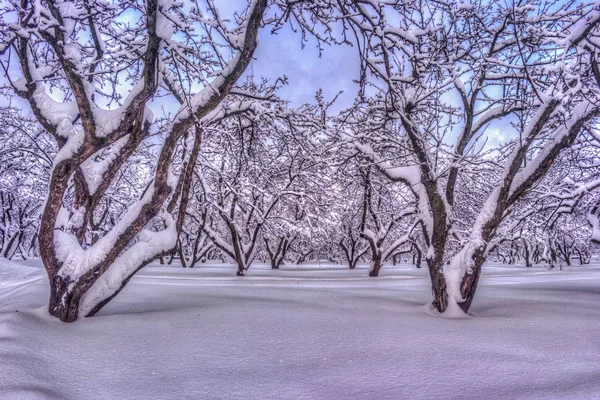 Зимовий пейзаж зі сніжними деревами вздовж зимового парку - зимова снігова сцена в вінтажних тонах — стокове фото